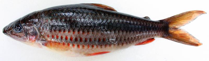Dead adult individual from the Kuribrong river.