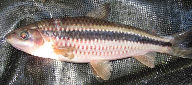 Freshly-collected adult from the Kuribrong River, upper Potaro system, Essequibo drainage, Guyana.