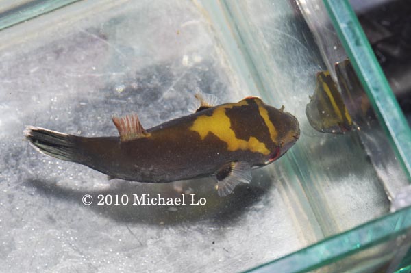 Dorsal view showing characteristic chevron-shaped markings.