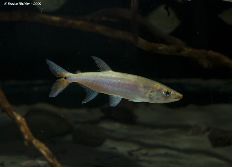 Subadult in the aquarium.