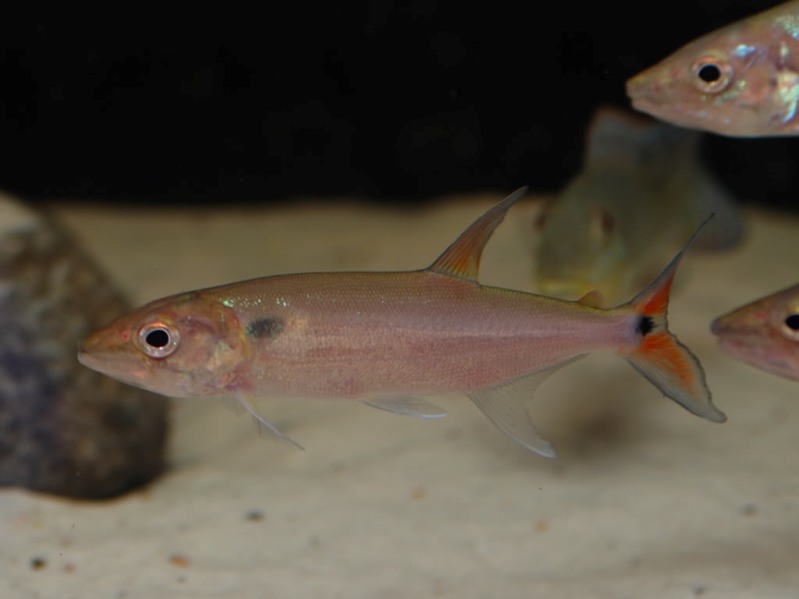 This species can be maintained in groups.