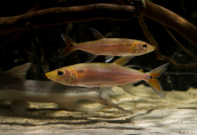 A. cf. falcatus; collection details unknown.