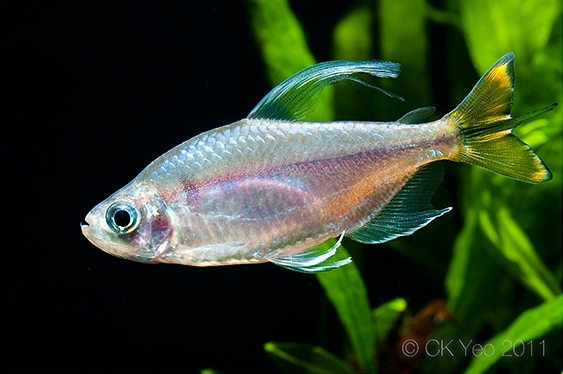 Adult male from the Singapore aquarium trade.