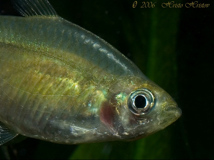 Detail of head and anterior portion of body; adult female.