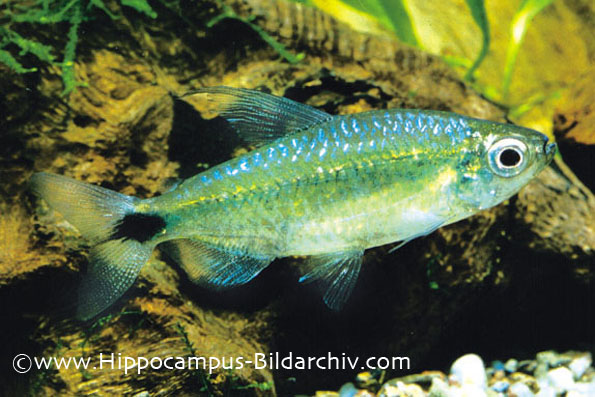 Adult female.