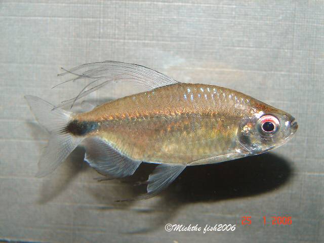 Adult male.