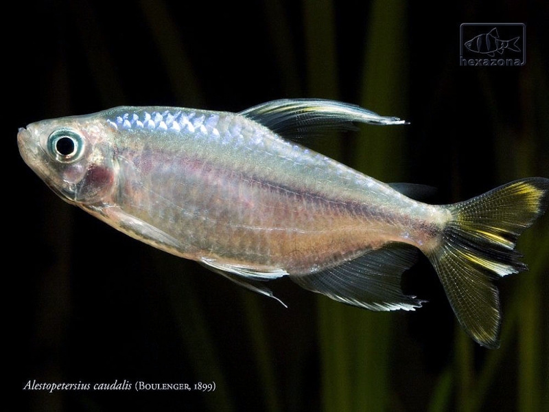 Another adult male.