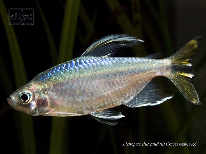 Adult male individual.