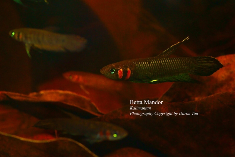 Wild-collected adult male; locality unconfirmed.