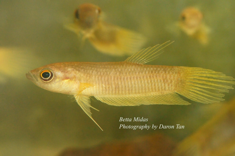 Wild adult male from an unconfirmed locality.