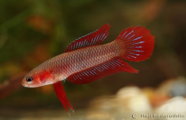 Many Betta species are stenotypic inhabitants of peat swamp forests and are disappearing along with their habitats