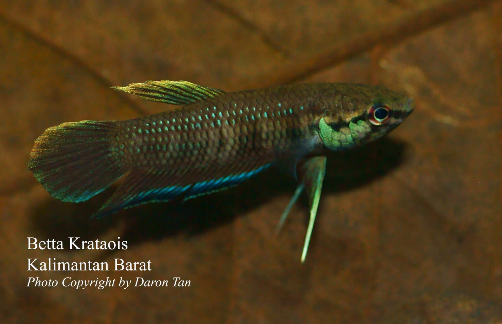 Adult male individual from an unconfirmed locality in West Kalimantan (Kalimantan Barat) province, Borneo, Indonesia.