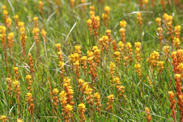 Bog Asphodel, Narthecium ossifragum, is a typical inhabitant of damp, peaty soils in Western Europe