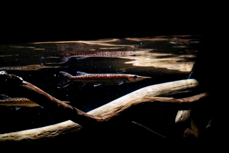 This species appreciates woody structures around the surface of its aquarium.