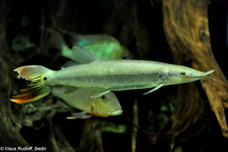 Young adult specimen in the aquarium.