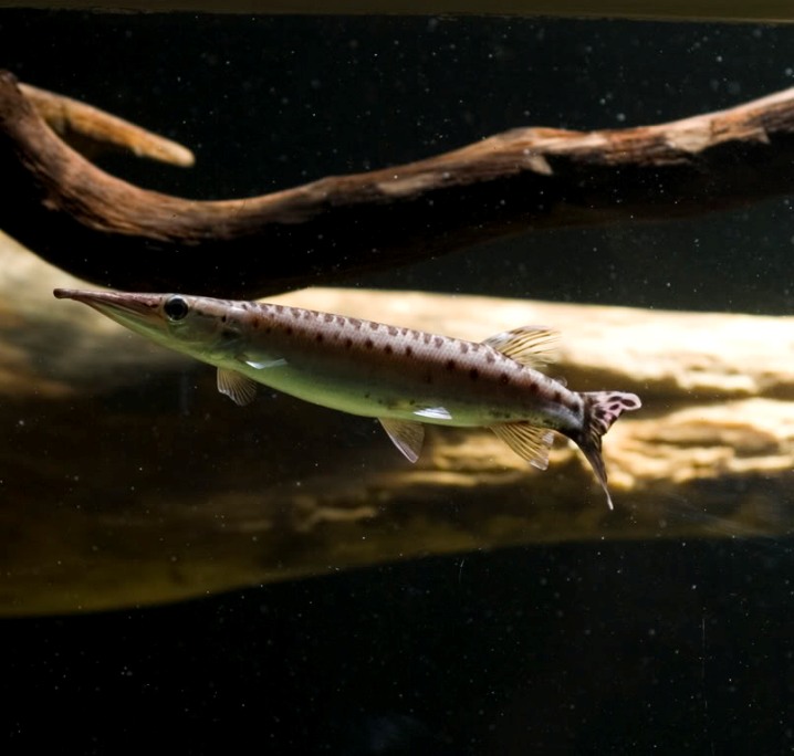 Pigmentation varies somewhat and this may be related to distribution or different water types in nature.