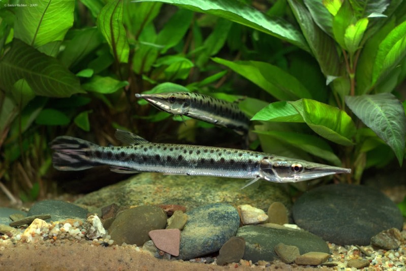 Subadult individuals.
