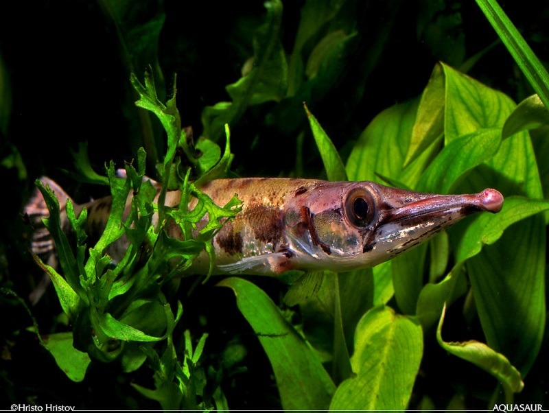 Boulengerella spp. tend to possess a fleshy appendage at the snout tip which is more well-developed in older fish.