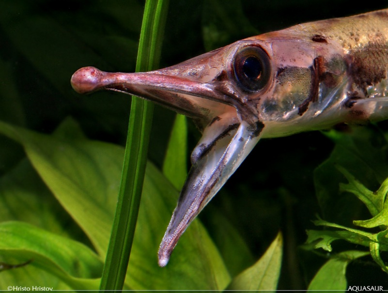 Detail of the impressive gape.
