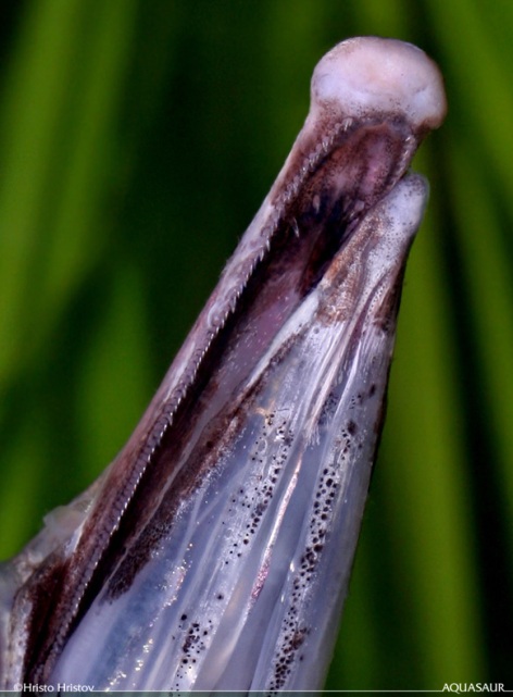 Detail of mouthparts and underside of snout.
