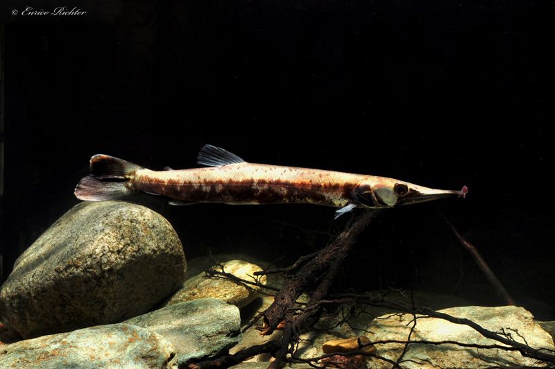 Another subadult.