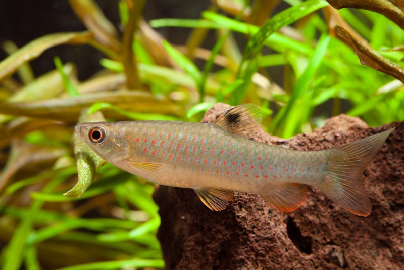 Subadult.