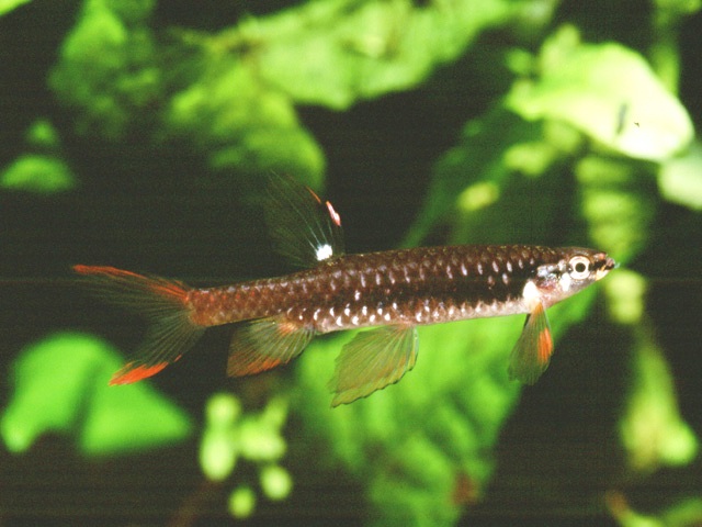 Nuptial adult male.