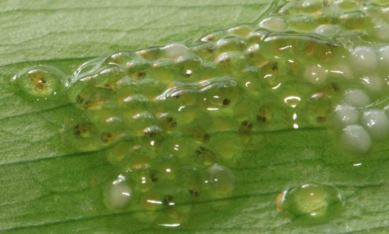 Eggs on a plant leaf with developing fry clearly visible.