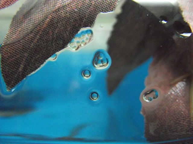 Freshly-deposited eggs on the aquarium glass.