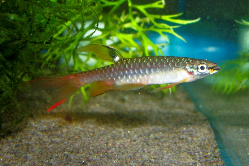 Another adult male.