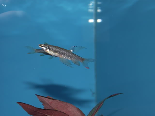 Nuptial adult male in courtship display.