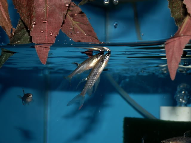 Nuptial pair about to leave the water to deposit eggs and milt.