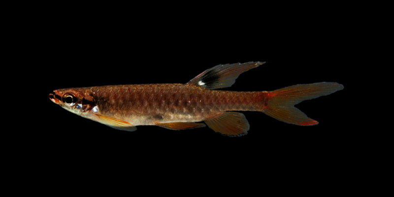 Wild-collected adult male; locality unconfirmed.