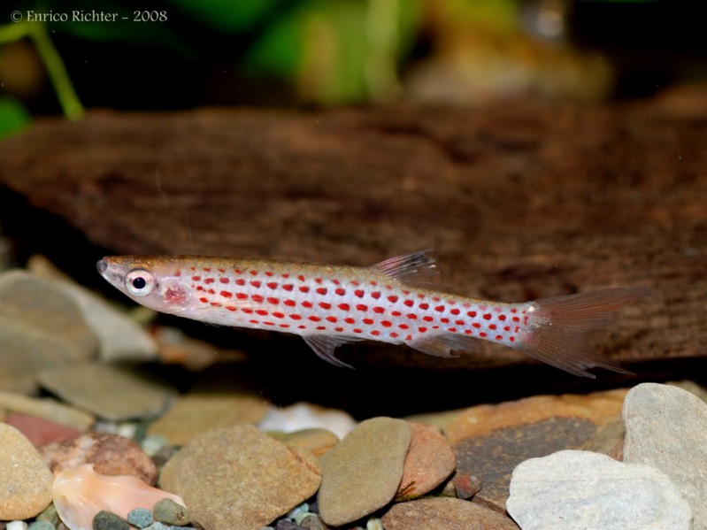 Newly-imported adult male with some fin damage evident.