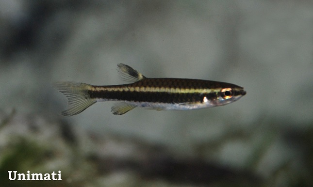 Adult female.