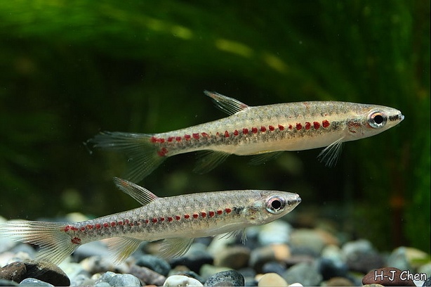 Two young adult males.