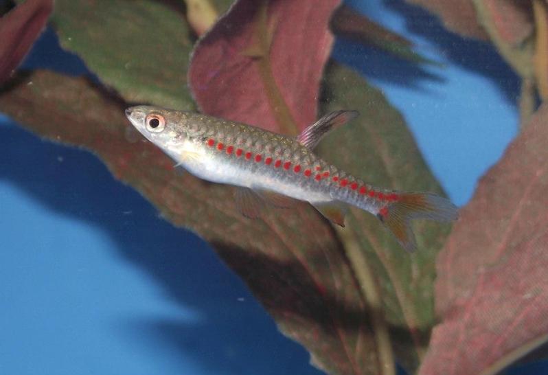 Nuptial adult male.
