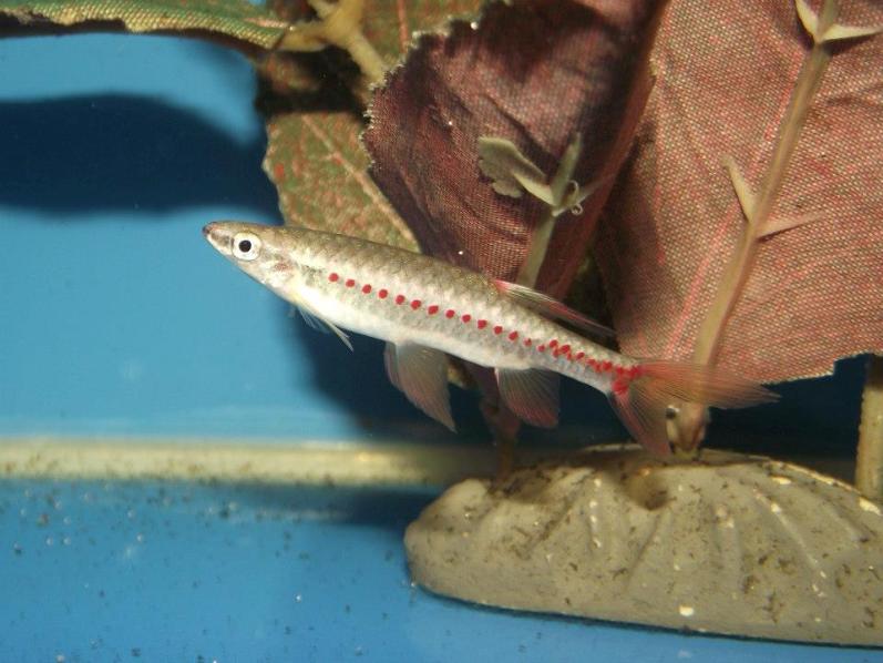 Adult male individual.
