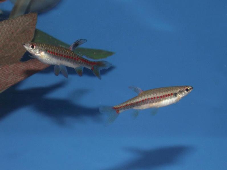 Adult pair; male on left.