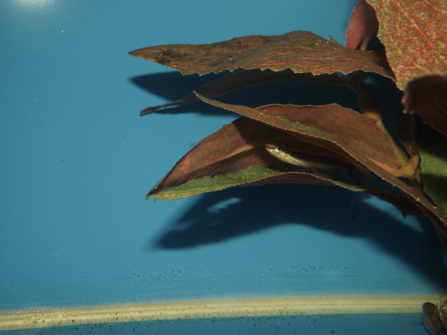 Male guarding eggs.