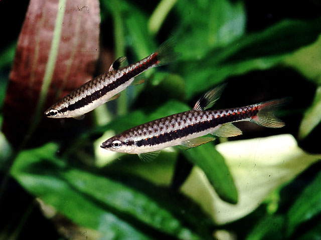 Adult pair, male lower.