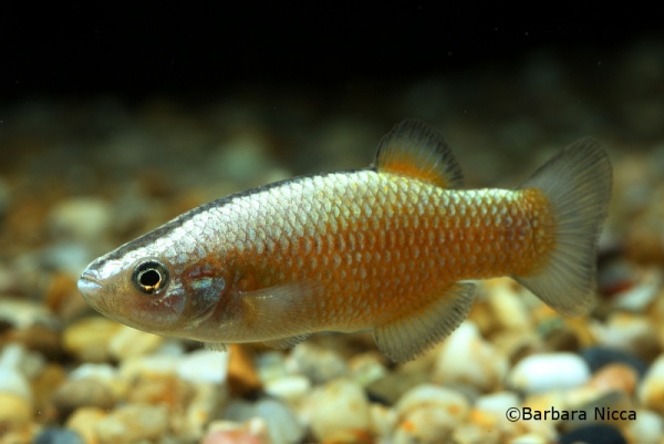 The goodeid Crenichthys baileyi is a focal species for the Desert Fish Habitat Partnership