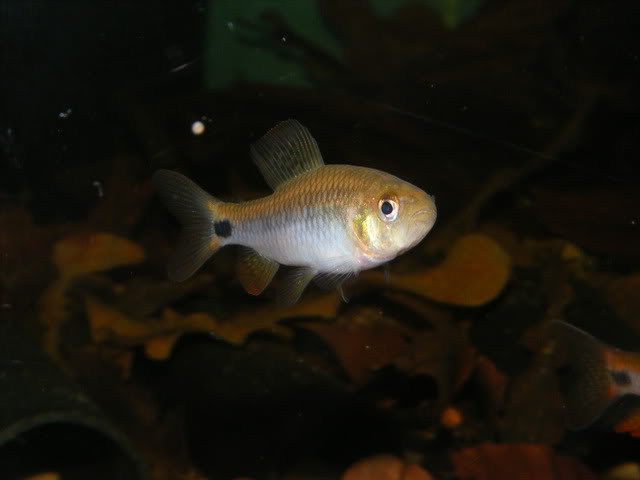 Adult female.