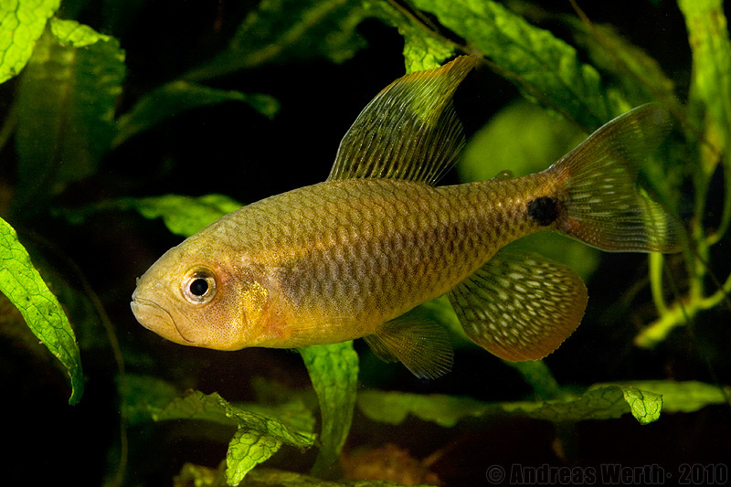 Adult male individual.