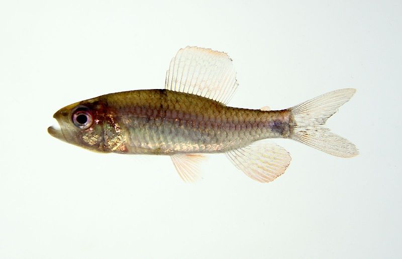 Young adult male form the rio Negro system, Brazil.