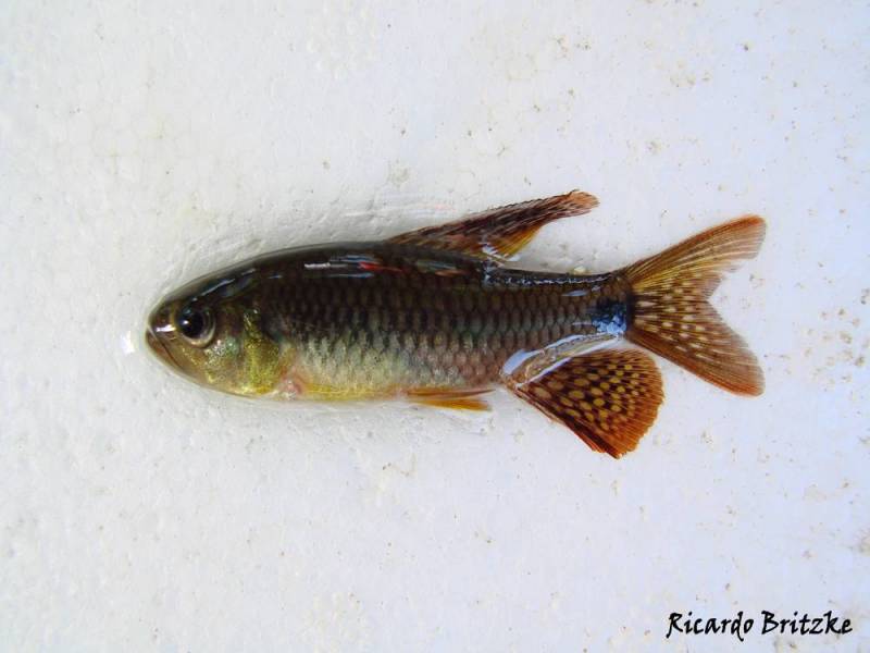 Adult male from the rio Caeté, Pará state, Brazil.