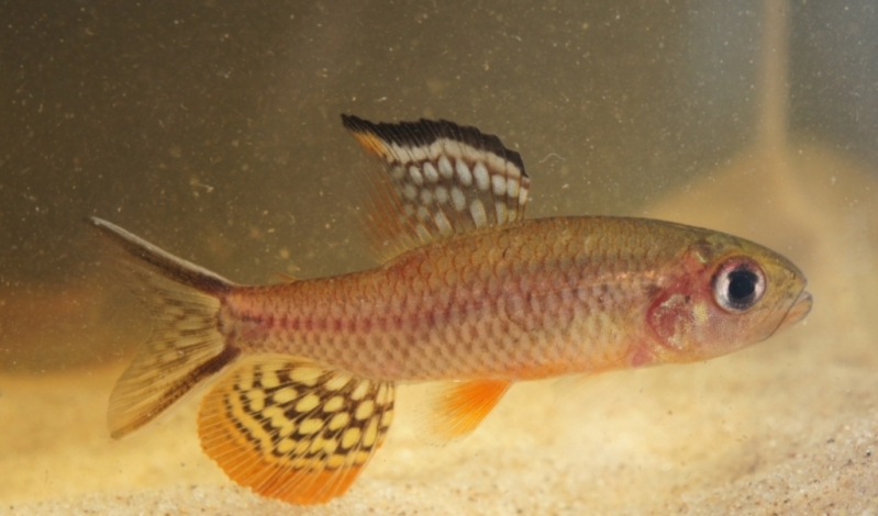 Freshly-collected, young adult male from the rio Negro system in the vicinity of São Gabriel da Cachoeira, Amazonas state, Brazil.