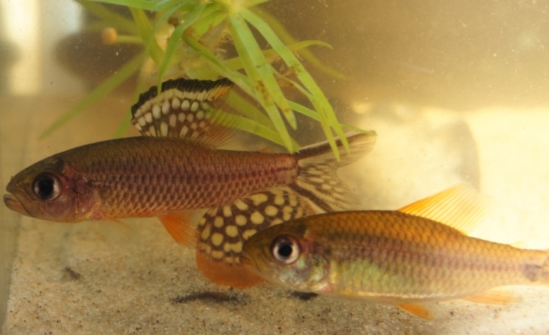 Pair from the rio Negro near São Gabriel da Cachoeira, male above.