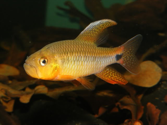 Adult male.