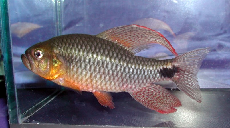 Enormous adult male measuring approximately 80 mm TL.